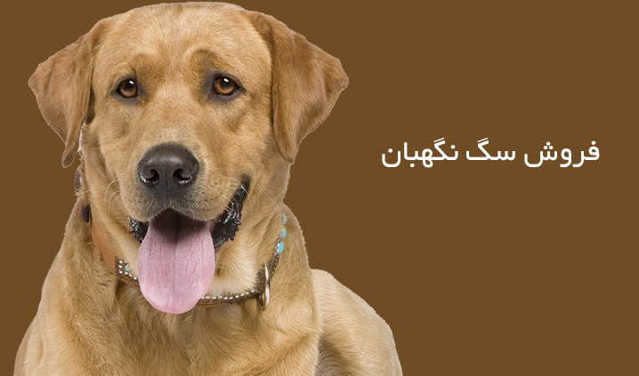 فروش سگ نگهبان
